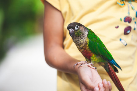 Beautiful little parrot birds standing on child hand. Asian child girl play with her pet parrot bird...