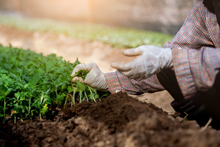 Gardener wearing glove is planting young tree on black soil in the garden
