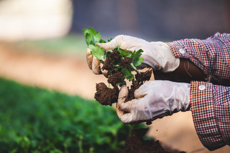 Gardener wearing glove is planting young tree on black soil in the gardenの写真素材