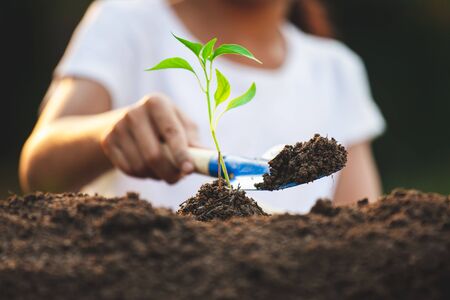 Cute asian child girl planting young tree in the black soil in the gardenの写真素材