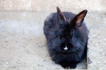 Cute black little bunny sitting on the ground. Rabbit in the farm.の写真素材