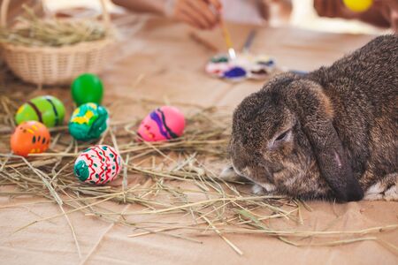 Cute Holland lop rabbit with painted easter eggs in easter festiveの写真素材