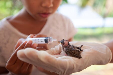Asian child girl feeding water and food to baby sparrow bird with syringeの写真素材