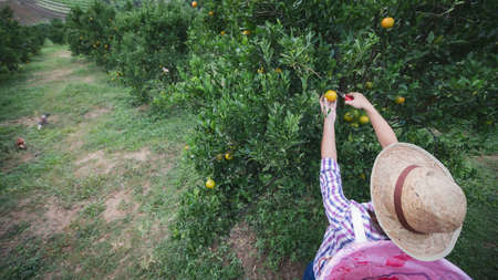 Asian woman gardener with the basket on back picking an orange with scissor in the oranges field garden in the morning time.の写真素材