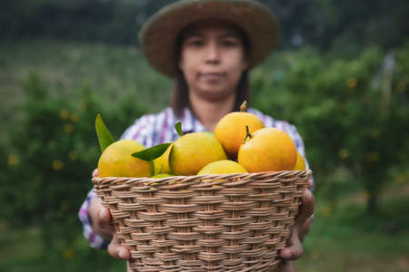 Asian woman gardener holding a basket of oranges showing and giving oranges in the oranges field garden in the morning time.の写真素材