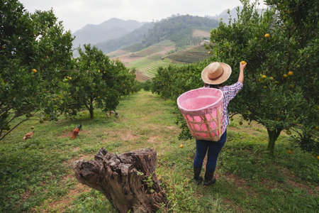 Asian woman gardener with the basket on back picking an orange for sale in the oranges field garden in the morning time.の写真素材