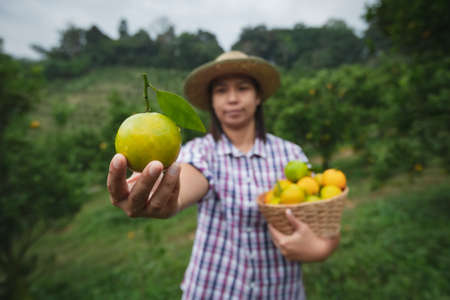Asian woman gardener holding a basket of oranges showing and giving oranges in the oranges field garden in the morning time.の写真素材