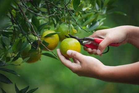 Close up of gardener hand picking an orange with scissor in the oranges field garden in the morning time.の写真素材