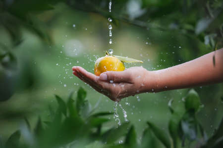 Close up of gardener holding and washing oranges in hand with water droplet and water splash in the oranges field garden in the morning time.の写真素材