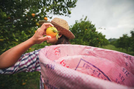 Asian woman gardener with the basket on back picking an orange for sale in the oranges field garden in the morning time.の写真素材
