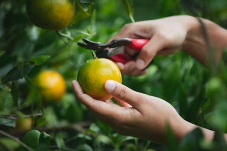 Close up of gardener hand picking an orange with scissor in the oranges field garden in the morning time.の写真素材