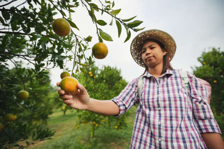 Asian woman gardener holding an orange and checking quality of orange in the oranges field garden in the morning time.の写真素材