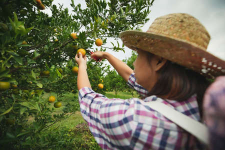 Asian woman gardener with the basket on back picking an orange with scissor in the oranges field garden in the morning time.の写真素材