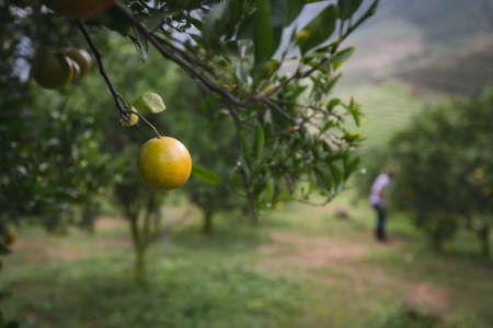 Oranges on the tree in the oranges field garden.の写真素材