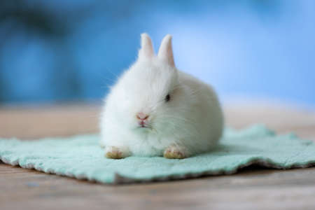 Cute white baby rabbit sitting on cloth.の写真素材