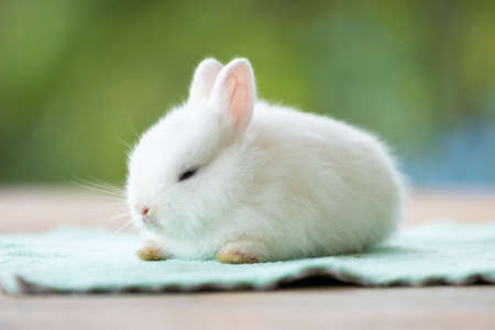 Cute white baby rabbit sitting on cloth.の写真素材