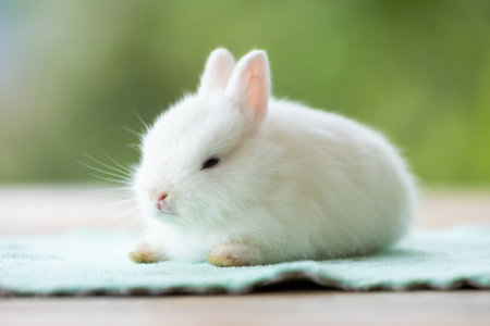 Cute white baby rabbit sitting on cloth.の写真素材
