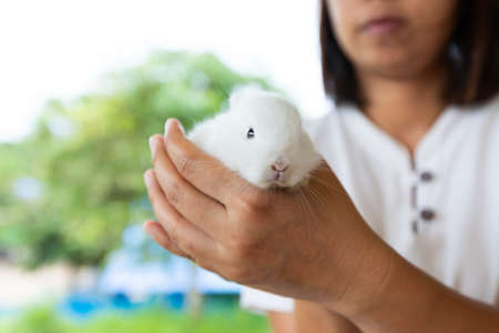 Asian woman holding white baby bunny on hand with tenderness.の写真素材