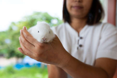 Asian woman holding white baby bunny on hand with tenderness.の写真素材