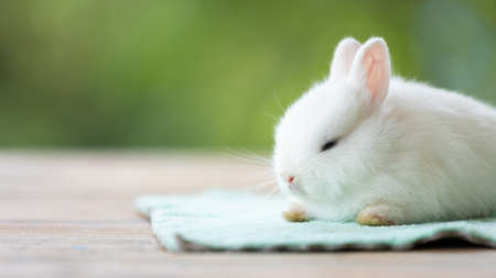 Cute white baby rabbit sitting on cloth.の写真素材