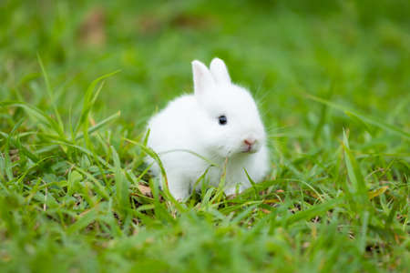 Cute white baby rabbit in the meadow green grass.の写真素材