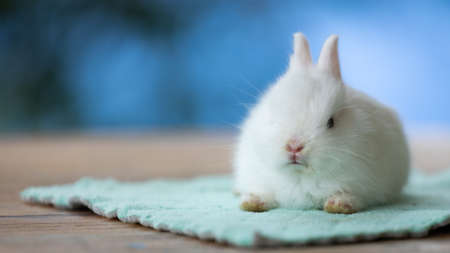 Cute white baby rabbit sitting on cloth.の写真素材