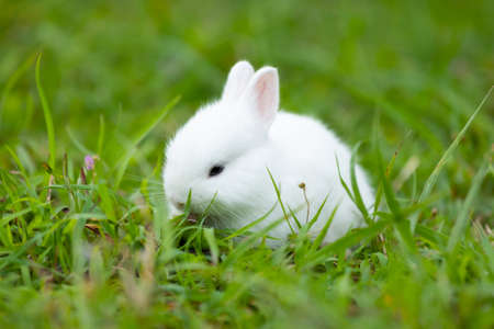 Cute white baby rabbit in the meadow green grass.の写真素材