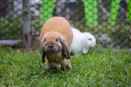 Cute rabbit jumping and playing in the meadow green grass.の写真素材