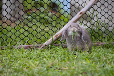 Cute rabbit eating freshness grass in the meadow.の写真素材