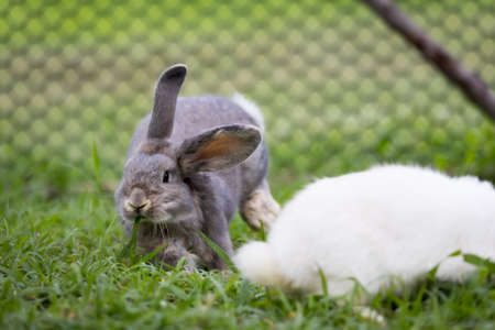 Cute rabbit jumping and playing in the meadow green grass.の写真素材