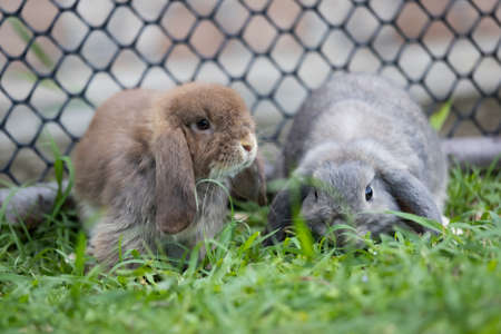 Two cute rabbits loving and playing in the meadow green grass together.の写真素材
