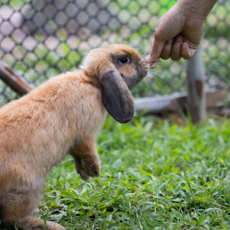 Cute rabbit eating pellet food from owner woman hand.の写真素材