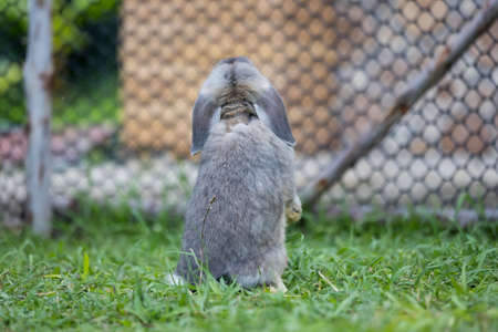 Backside of rabbit standing in the meadow. Happy rabbit playing outside.の写真素材