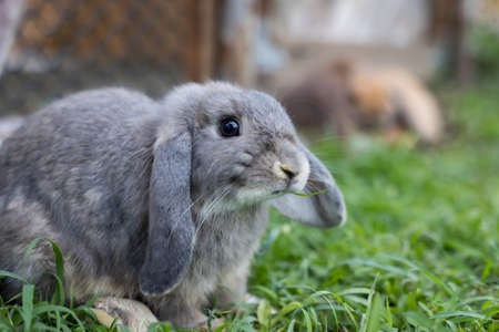 Cute rabbit playing in the meadow green grass.の写真素材
