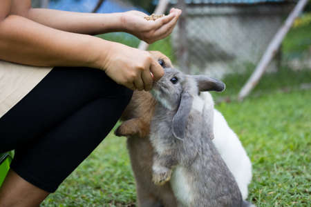Cute rabbit eating pellet food from owner woman hand.の写真素材
