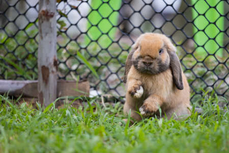 Cute rabbit jumping and playing in the meadow green grass.の写真素材