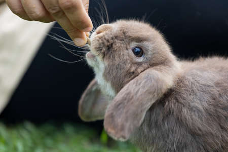 Cute rabbit eating pellet food from owner woman hand.の写真素材