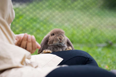 Cute rabbit eating pellet food from owner woman hand.の写真素材