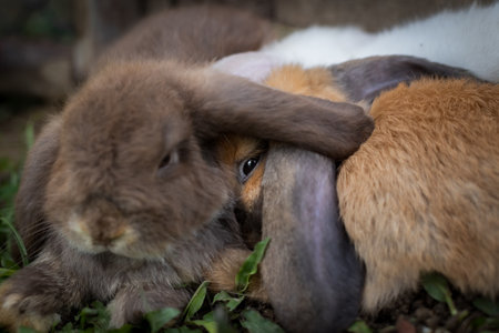 Three cute rabbits lying down and sleep together in the meadow with love.の写真素材