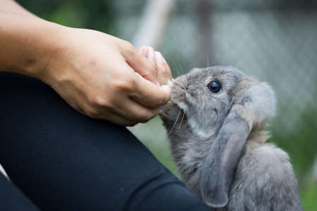 Cute rabbit eating pellet food from owner woman hand.の写真素材