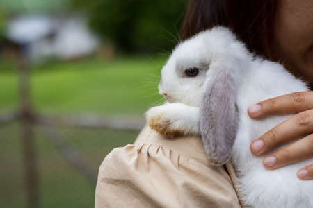 Asian woman holding and carrying cute rabbit with tenderness and love.の写真素材