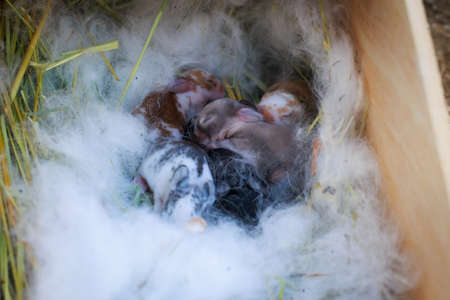 Newborn baby holland lop bunny in nest with mommy fur and dry grass. Group of baby rabbit are moving and sleeping around nest. New life of animal concept.の写真素材
