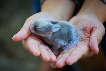 Newborn baby holland lop bunny in woman hands. Woman holding tiny bunny in hand with tenderness and...