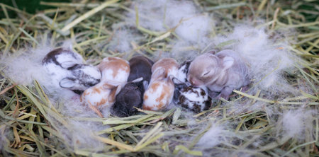 Newborn baby holland lop bunny in nest with mommy fur and dry grass. Group of baby rabbit are moving and sleeping around nest. New life of animal concept.の写真素材