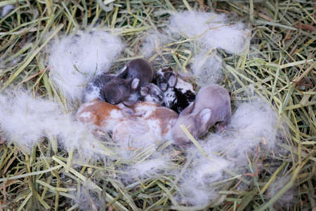 Newborn baby holland lop bunny in nest with mommy fur and dry grass. Group of baby rabbit are moving and sleeping around nest. New life of animal concept.の写真素材