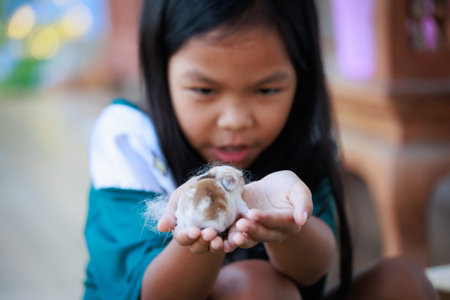 Newborn baby holland lop bunny in child hands. Asian girl holding tiny bunny in hand with tenderness...