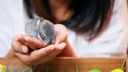 Asian woman holding tiny bunny in hand with tenderness and love. People take care a pet and decorate home for Easter. Happy Easter Happy holiday.の写真素材
