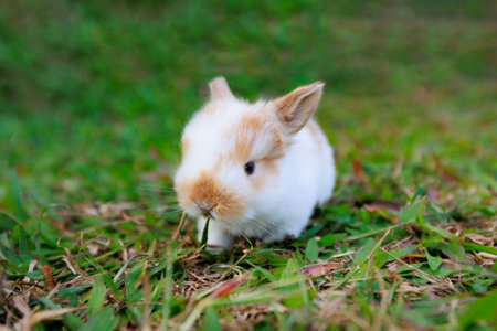 Cute little bunny holland lop sitting and playing on the meadow in the garden.の写真素材