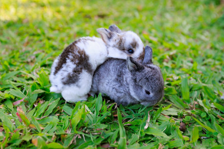 Cute little bunny holland lop sitting and playing on the meadow in the garden.の写真素材