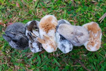 Group of cute little bunny holland lop sitting and playing on the meadow in the garden together.の写真素材